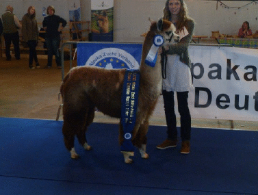 Reserve Champion in Grey