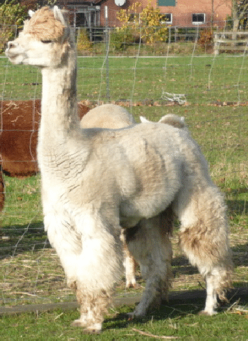 Das Huacaya Alpaka